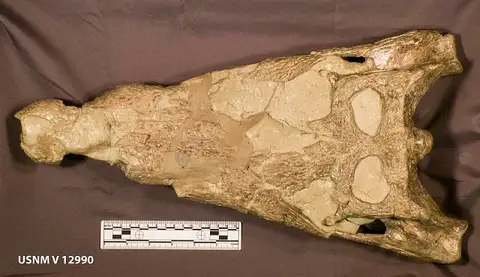 Dokumentasi USNM V12990 dengan identifikasi pada sumber Borealosuchus wilsoni. Isi dan label gambar dipertahankan.
