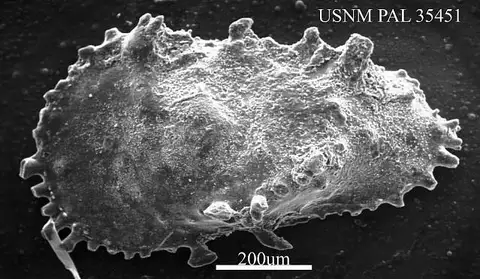 Dokumentasi USNM PAL35451 dengan identifikasi pada sumber Cythereis alaris. Isi dan label gambar dipertahankan.
