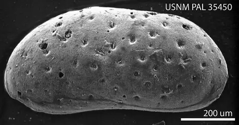 Dokumentasi USNM PAL35450 dengan identifikasi pada sumber Cytherideis subaequalis. Isi dan label gambar dipertahankan.