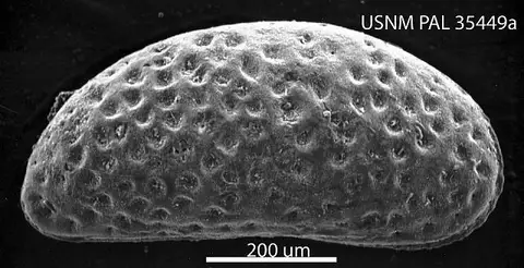 Dokumentasi USNM PAL35449 dengan identifikasi pada sumber Cytherideis semicircularis. Isi dan label gambar dipertahankan.