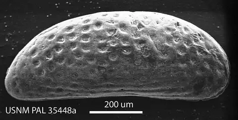 Dokumentasi USNM PAL35448 dengan identifikasi pada sumber Cytherideis longula. Isi dan label gambar dipertahankan.