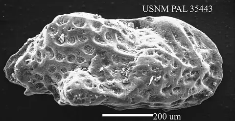 Dokumentasi USNM PAL35443 dengan identifikasi pada sumber Cytheropteron nodosum. Isi dan label gambar dipertahankan.