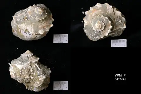 Dokumentasi YPM IP 542539 dengan identifikasi pada sumber Busycotypus coronatum. Isi dan label gambar dipertahankan.