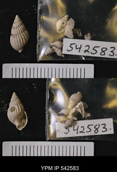 Dokumentasi YPM IP 542583 dengan identifikasi pada sumber Nassarius (Tritiaria) peralta. Isi dan label gambar dipertahankan.