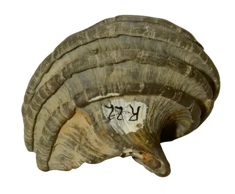 Dokumentasi YPM IP 066520 dengan identifikasi pada sumber Ecphora quadricostata. Isi dan label gambar dipertahankan.