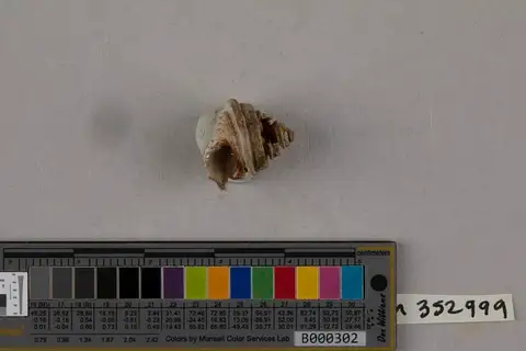 Dokumentasi USNM PAL352999 dengan identifikasi pada sumber Calliostoma peralveatum. Isi dan label gambar dipertahankan.