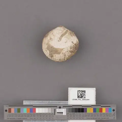 Dokumentasi USNM PAL652391 dengan identifikasi pada sumber Glycymeris grewingki. Isi dan label gambar dipertahankan.