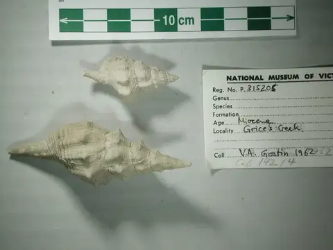 Dokumentasi P 315206 dengan identifikasi pada sumber Pleia tenisoni. Isi dan label gambar dipertahankan.