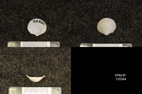 Dokumentasi YPM IP 110344 dengan identifikasi pada sumber Divalinga quadrisulcata. Isi dan label gambar dipertahankan.
