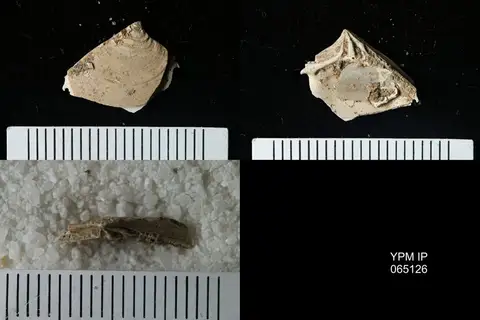 Dokumentasi YPM IP 065126 dengan identifikasi pada sumber Astarte cuneiformis. Isi dan label gambar dipertahankan.