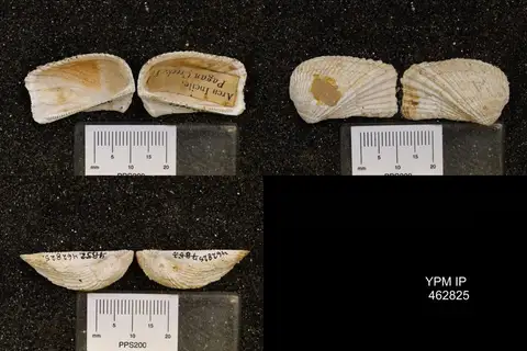 Dokumentasi YPM IP 462825 dengan identifikasi pada sumber Noetia incile. Isi dan label gambar dipertahankan.