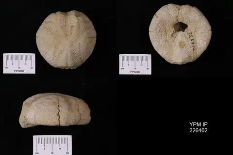 Dokumentasi YPM IP 226402 dengan identifikasi pada sumber Echinocardium orthonotum. Isi dan label gambar dipertahankan.