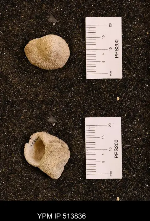 Dokumentasi YPM IP 513836 dengan identifikasi pada sumber Hydractinia multispinosa. Isi dan label gambar dipertahankan.