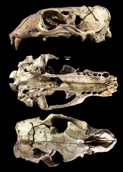 Dokumentasi P 12110 dengan identifikasi pada sumber Arctocephalus williamsi. Isi dan label gambar dipertahankan.
