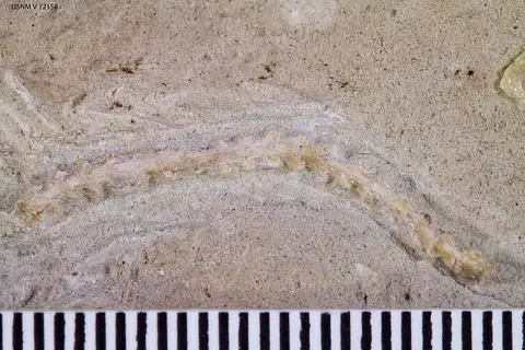 Dokumentasi USNM V12158 dengan identifikasi pada sumber Rhineura minutus. Isi dan label gambar dipertahankan.