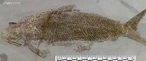 Dokumentasi USNM V21780 dengan identifikasi pada sumber Ptycholepis bollensis. Isi dan label gambar dipertahankan.