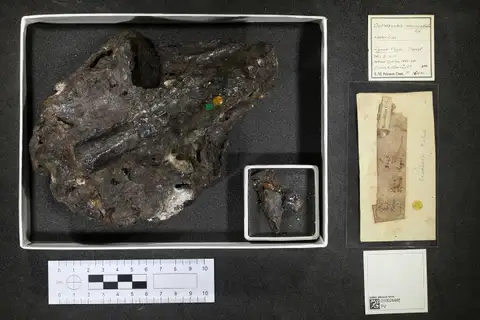 Dokumentasi PV P 3648 a dengan identifikasi pada sumber Osteorachis macrocephalus. Isi dan label gambar dipertahankan.