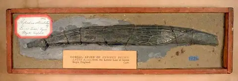 Dokumentasi USNM V1926 dengan identifikasi pada sumber Hybodus reticulatus. Isi dan label gambar dipertahankan.
