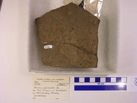 Dokumentasi YPM VP 055986 dengan identifikasi pada sumber Acrodus gaillardoti. Isi dan label gambar dipertahankan.