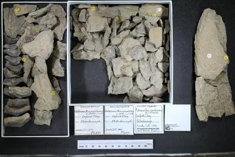 Dokumentasi PV P 6871 dengan identifikasi pada sumber Asteracanthus ornatissimus. Isi dan label gambar dipertahankan.
