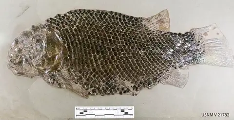 Dokumentasi USNM V21782 dengan identifikasi pada sumber Lepidotes elvensis. Isi dan label gambar dipertahankan.