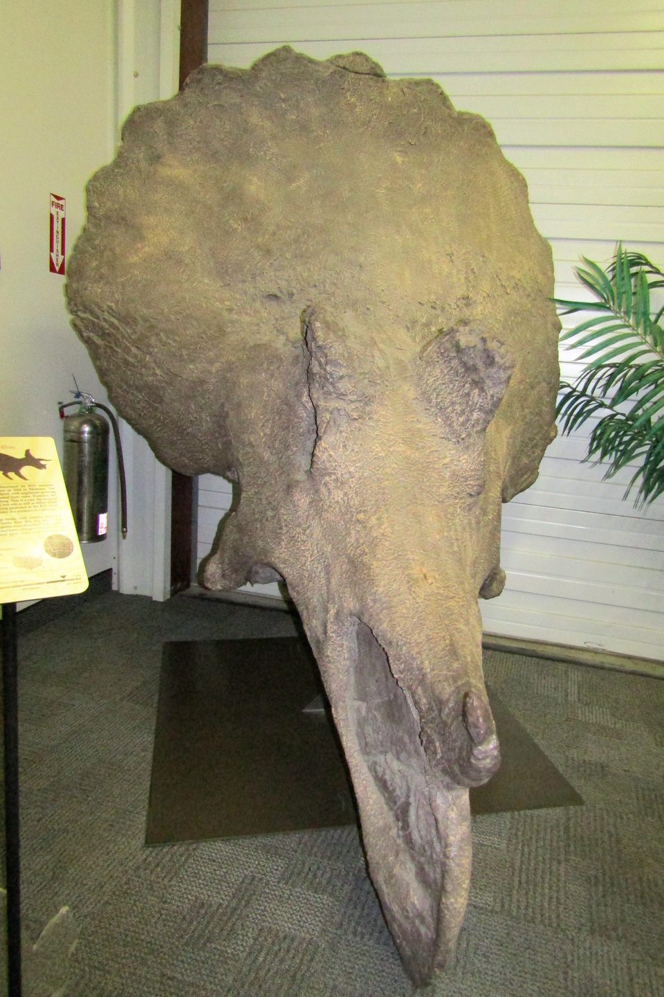 Cetakan tengkorak Triceratops horridus dengan tanduk dan perisai tulang di museum.
