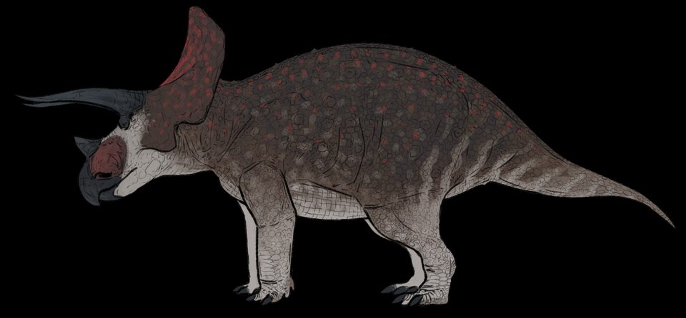 Rekonstruksi tubuh Triceratops horridus dari samping; warna tubuh merupakan interpretasi artistik.