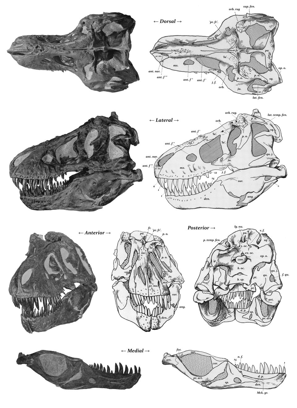 Gambar ilmiah historis tengkorak Tyrannosaurus rex dengan tampak samping dan diagram anatomi.
